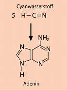 Abb. 183: Synthese
von Adenin
(Zum Vergröern anklicken)