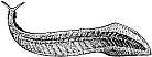 Fig. 189: Pikaia
gracilens
(Click to magnify)