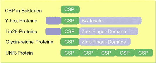 Abb. 193: CSP-Domäne in Proteinen

(Zum Vergrern anklicken)