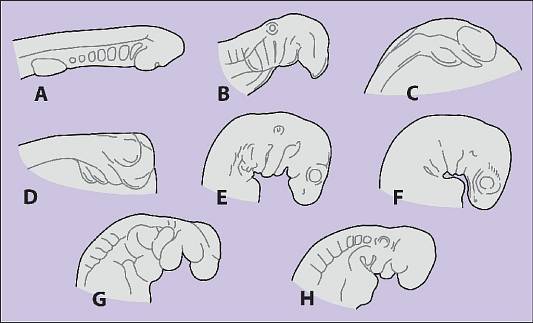 Abb. 268:  Embryonale
Kopf-Hals-Regionen
(Zum Vergrern anklicken)