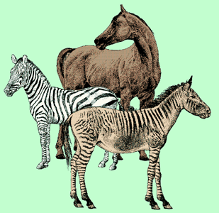 Abb. 27: Mischling von Pferd und Zebra
(Zum Vergrern anklicken)
