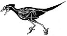 Fig. 318: Sinornis
(Click to magnify)