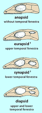 Fig. 319: Skull openings (temporal fenestrae)
(Click to magnify)