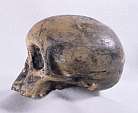 Abb. 320: Australopithe-
cus africanus
(Zum Vergröern anklicken)