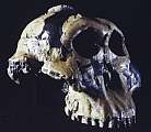 Abb. 321: Australopithe-
cus boisei
(Zum Vergröern anklicken)
