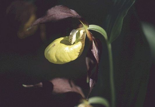 Abb. 364: Frauenschuh-Blüte
(Zum Vergrern anklicken)