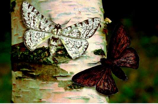 Pic. 60: Light and dark form of the peppered moth. 
(Zum Vergrern anklicken)