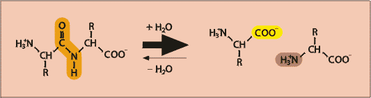 Abb. 120: Kondensatn.
zweier Aminosäuren(Zum Vergrößern anklicken)