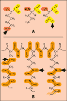 Abb. 122:Aminosäuren mit 3 aktivierbaren Pos(Zum Vergrößern anklicken)