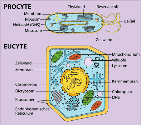 Abb. 175: Pro- und
Eucyte(Zum Vergrößern anklicken)