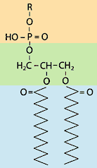 Abb. 177: Aufbau eines
Phospholipids(Zum Vergrößern anklicken)