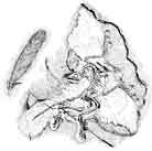 Abb. 17: „Urvogel“ Archaeopteryx(Zum Vergrößern anklicken)