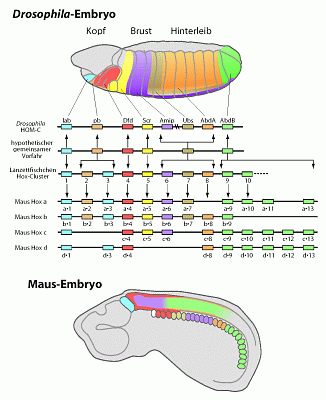 Abb. 196:Hox-Gen bei
Drosophila und Maus(Zum Vergrößern anklicken)