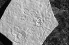 Abb. 23: Schweb-Seelilie Saccocoma(Zum Vergrößern anklicken)