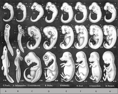 Abb. 267: Haeckels
Embryonen(Zum Vergrößern anklicken)