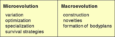 Fig. 26: Micro- and macroevolution(Zum Vergrößern anklicken)