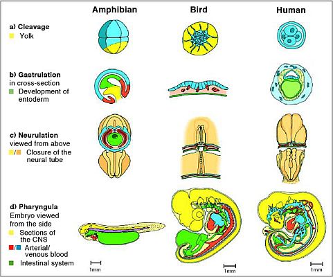 Abb. 271: Stages of ontogenetic early development (Zum Vergrößern anklicken)