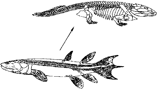 Abb. 3: Überg. Eusthe-nopteron-Ichthyostega(Zum Vergrößern anklicken)