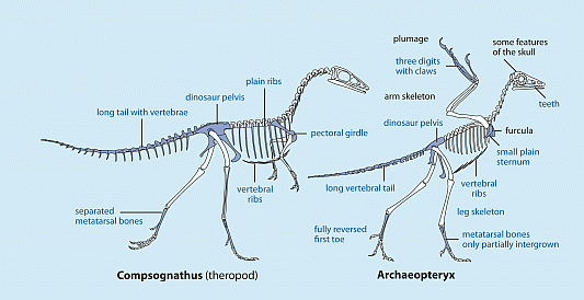 Fig. 314:Compsognathus-Archaeopterix 
(Zum Vergrern anklicken)
