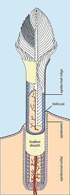 Fig. 316: feather  structure
(Click to magnify)