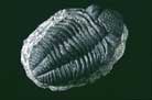 Abb. 33: Trilobit Phacops africanus(Zum Vergrößern anklicken)