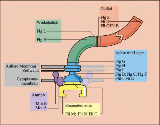 Abb. 40: Schemazeich-nung Bakterienmotor(Zum Vergrößern anklicken)