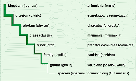 Pic. 44: Different levels of hierarchic classification (here(Zum Vergrößern anklicken)