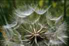 Pic. 48: Umbrella of the noon flower(Click to magnify)
