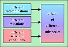 Pic. 66: Criteria of evolution and speciation(Click to magnify)