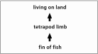 Fig 7: Transition from  aquatic to terrestrial life
(Click to magnify)