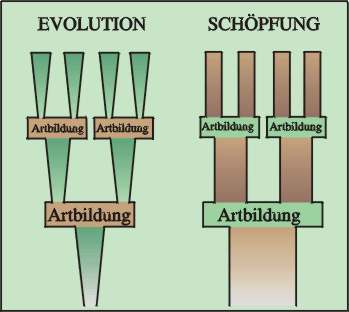 Abb. 90: Artbildung in  Evolution & Schöpfung(Zum Vergrößern anklicken)