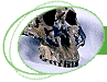 Evoluce: Paleoantropologie - Australopithecinen (Sdaffen) und andere Menschenaffenartigen-Fossilien